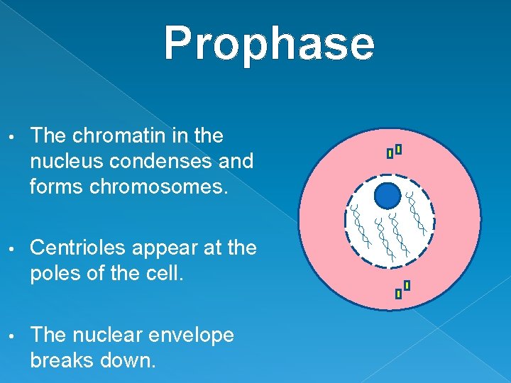 Prophase • The chromatin in the nucleus condenses and forms chromosomes. • Centrioles appear