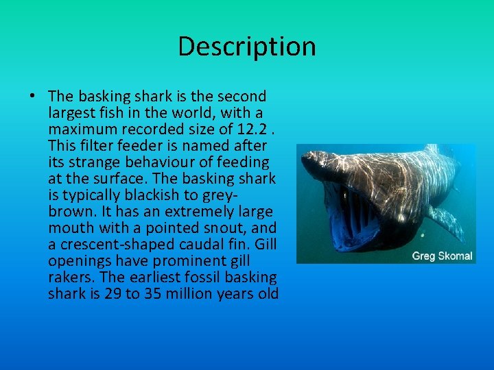 Description • The basking shark is the second largest fish in the world, with