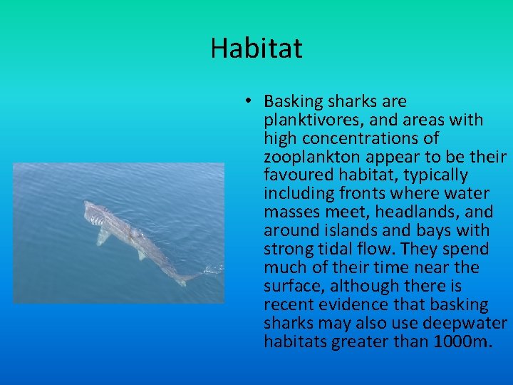 Habitat • Basking sharks are planktivores, and areas with high concentrations of zooplankton appear