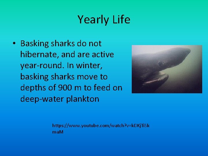 Yearly Life • Basking sharks do not hibernate, and are active year-round. In winter,