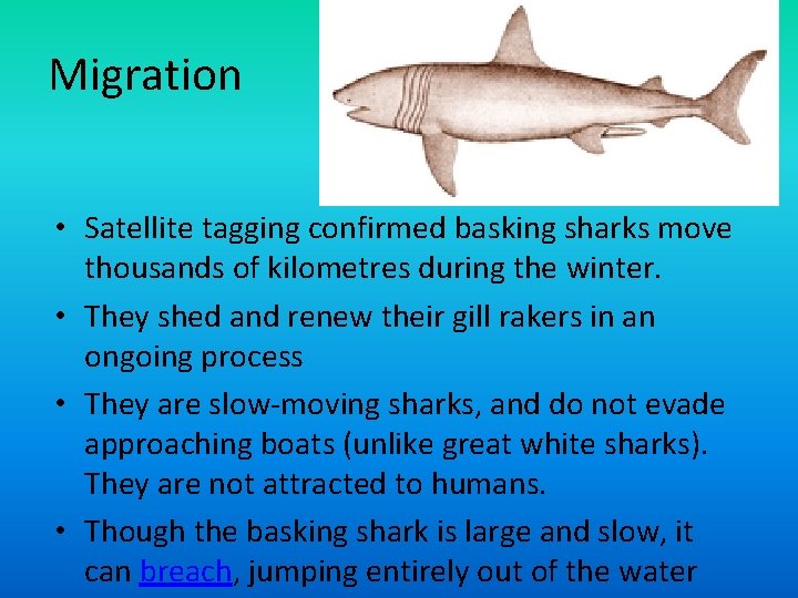 Migration • Satellite tagging confirmed basking sharks move thousands of kilometres during the winter.
