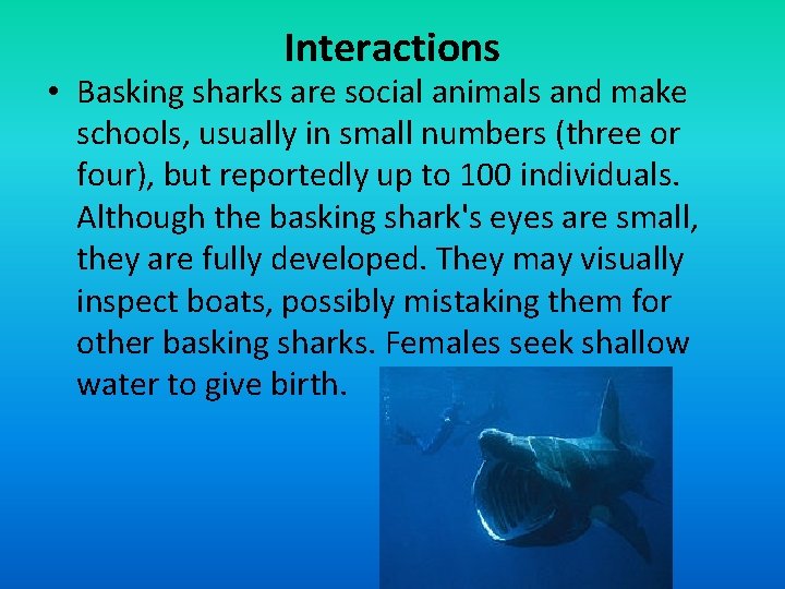 Interactions • Basking sharks are social animals and make schools, usually in small numbers