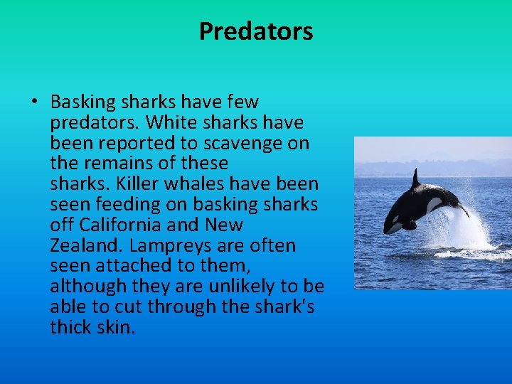 Predators • Basking sharks have few predators. White sharks have been reported to scavenge