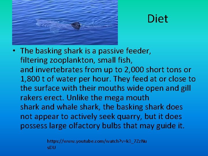 Diet • The basking shark is a passive feeder, filtering zooplankton, small fish, and