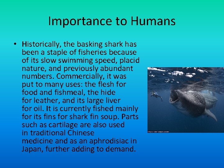 Importance to Humans • Historically, the basking shark has been a staple of fisheries