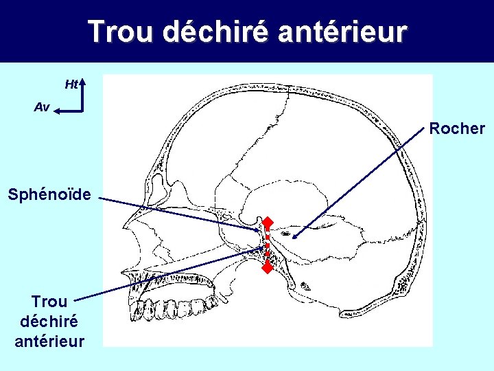 Trou déchiré antérieur Ht Av Rocher Sphénoïde Trou déchiré antérieur 