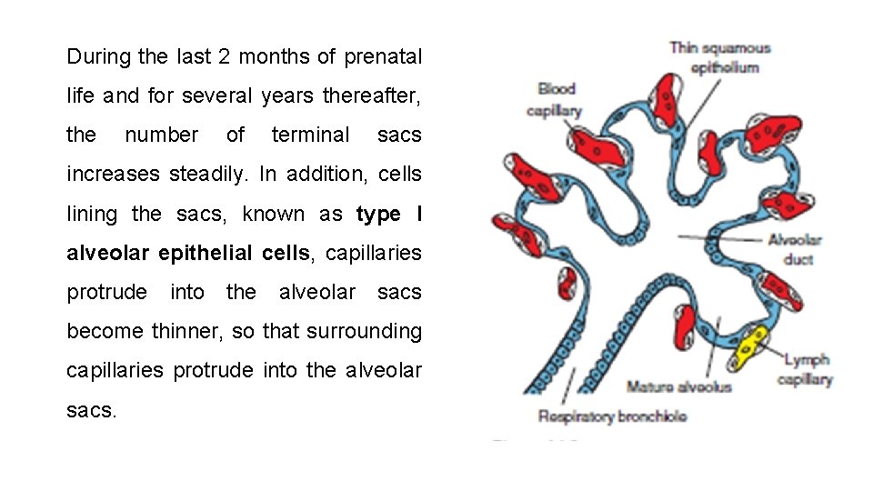 During the last 2 months of prenatal life and for several years thereafter, the