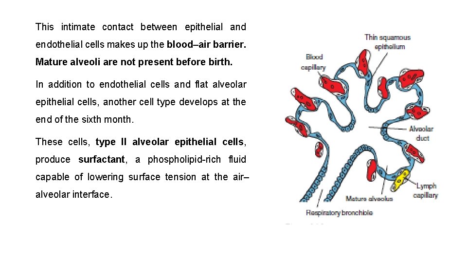 This intimate contact between epithelial and endothelial cells makes up the blood–air barrier. Mature