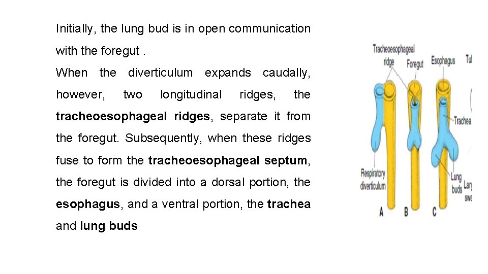 Initially, the lung bud is in open communication with the foregut. When the diverticulum
