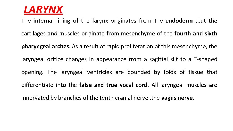 LARYNX The internal lining of the larynx originates from the endoderm , but the