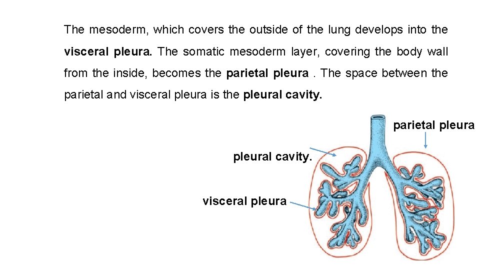 The mesoderm, which covers the outside of the lung develops into the visceral pleura.
