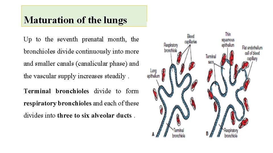 Maturation of the lungs Up to the seventh prenatal month, the bronchioles divide continuously