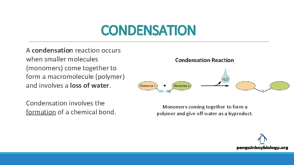CONDENSATION A condensation reaction occurs when smaller molecules (monomers) come together to form a