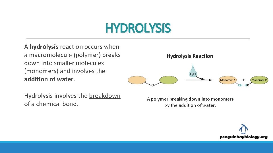 HYDROLYSIS A hydrolysis reaction occurs when a macromolecule (polymer) breaks down into smaller molecules