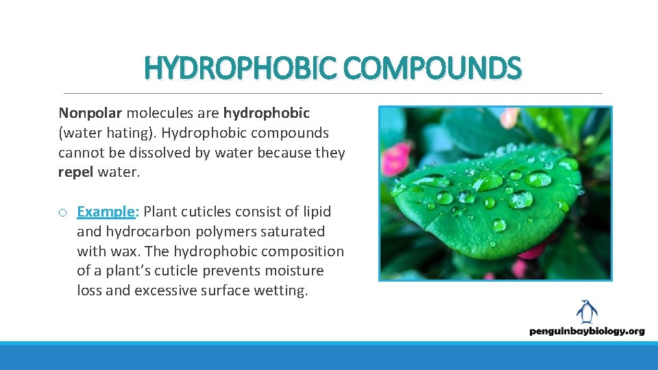 HYDROPHOBIC COMPOUNDS Nonpolar molecules are hydrophobic (water hating). Hydrophobic compounds cannot be dissolved by