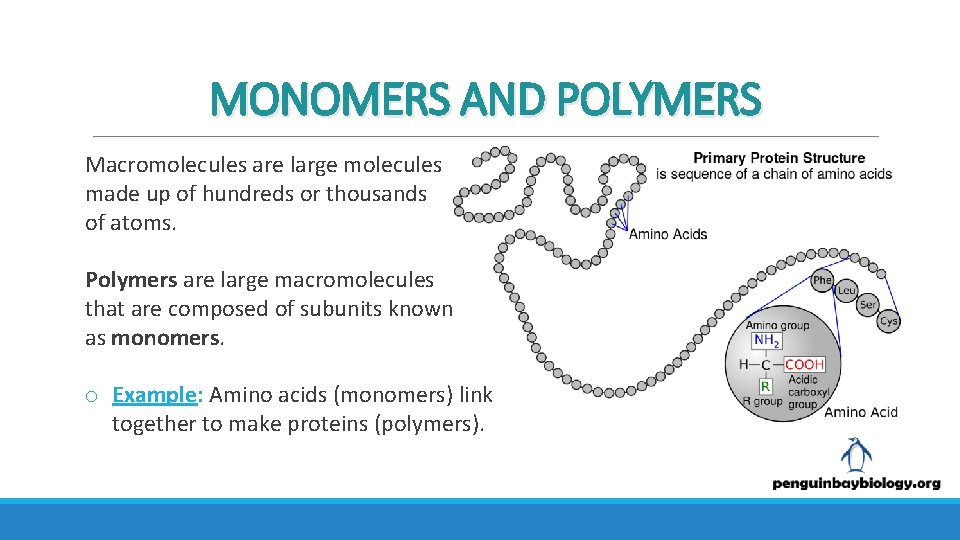 MONOMERS AND POLYMERS Macromolecules are large molecules made up of hundreds or thousands of