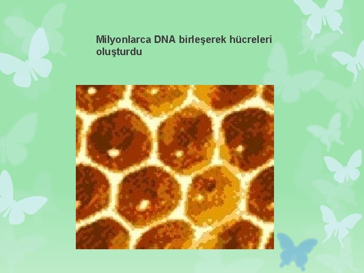 Milyonlarca DNA birleşerek hücreleri oluşturdu 