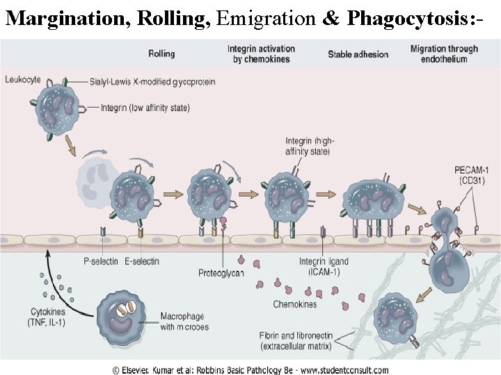 Margination, Rolling, Emigration & Phagocytosis: - 