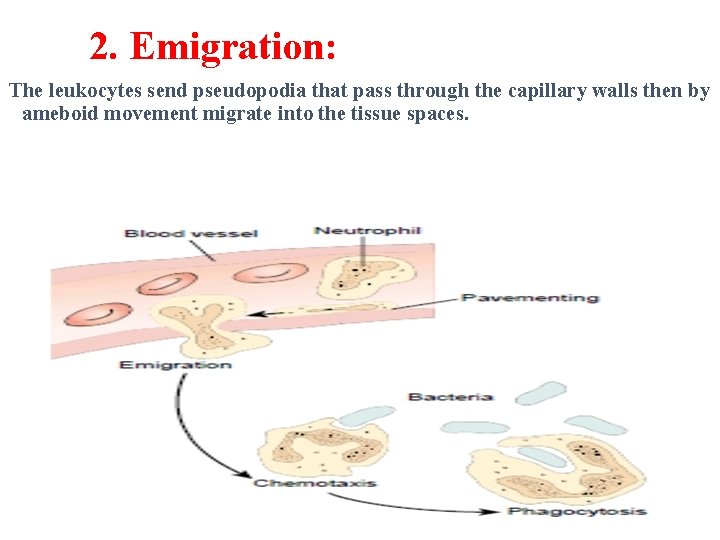 2. Emigration: The leukocytes send pseudopodia that pass through the capillary walls then by