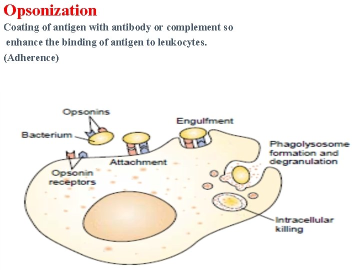 Opsonization Coating of antigen with antibody or complement so enhance the binding of antigen