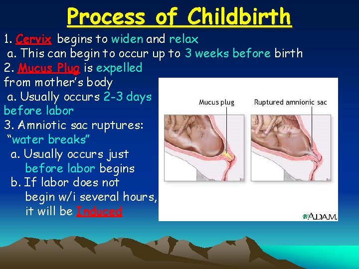 Process of Childbirth 1. Cervix begins to widen and relax a. This can begin