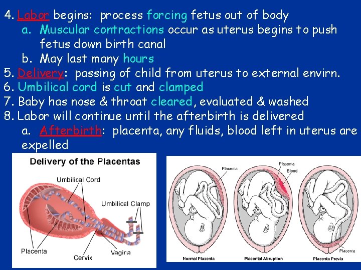 4. Labor begins: process forcing fetus out of body a. Muscular contractions occur as