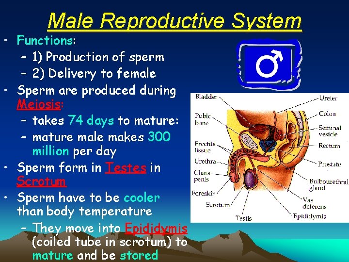 Male Reproductive System • Functions: – 1) Production of sperm – 2) Delivery to
