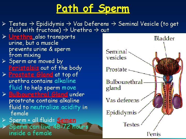 Path of Sperm Ø Testes Epididymis Vas Deferens Seminal Vesicle (to get fluid with