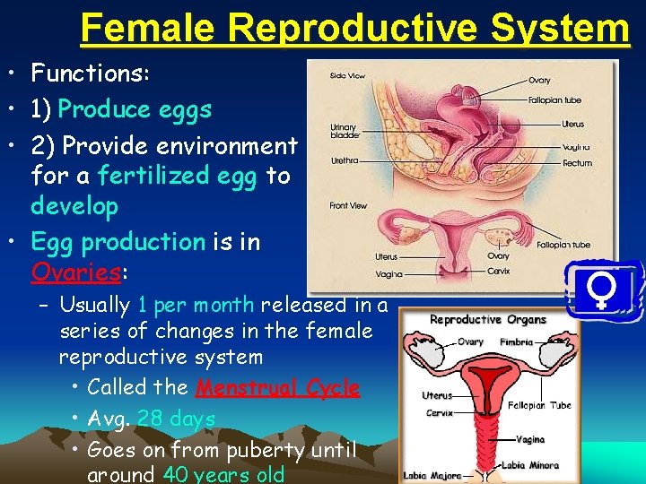 Female Reproductive System • Functions: • 1) Produce eggs • 2) Provide environment for