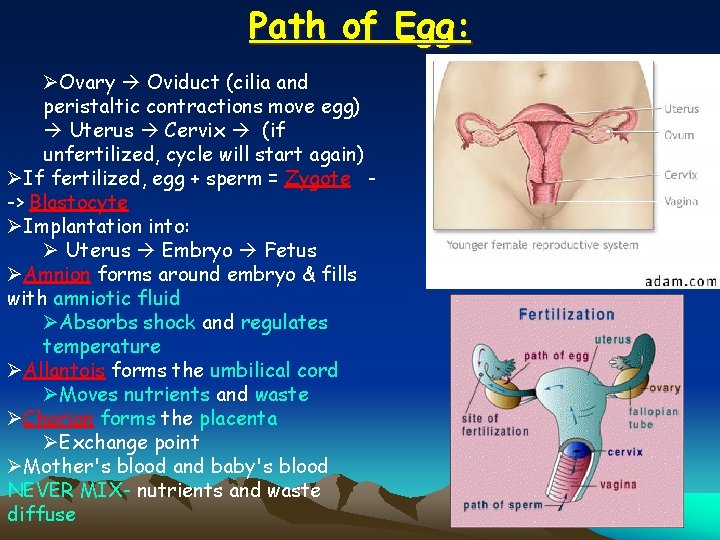 Path of Egg: ØOvary Oviduct (cilia and peristaltic contractions move egg) Uterus Cervix (if