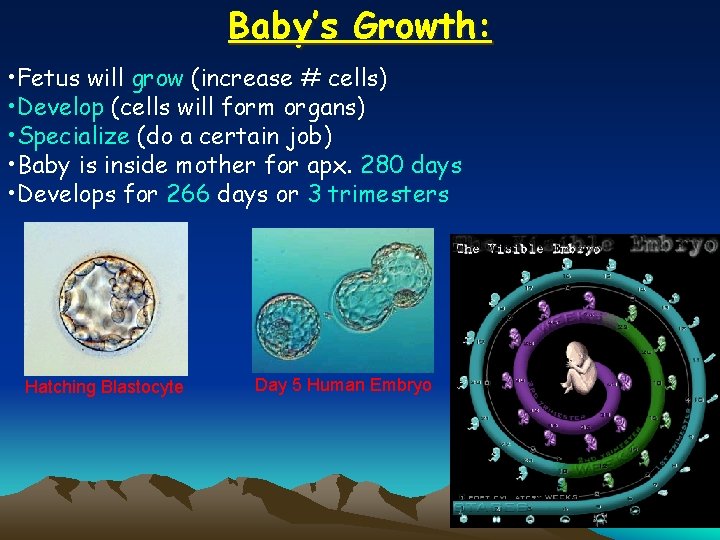 Baby’s Growth: • Fetus will grow (increase # cells) • Develop (cells will form