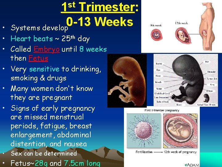 1 st Trimester: 0 -13 Weeks Systems develop • • Heart beats ~ 25