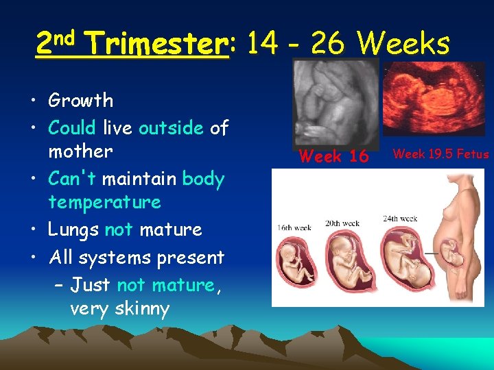 2 nd Trimester: 14 - 26 Weeks • Growth • Could live outside of