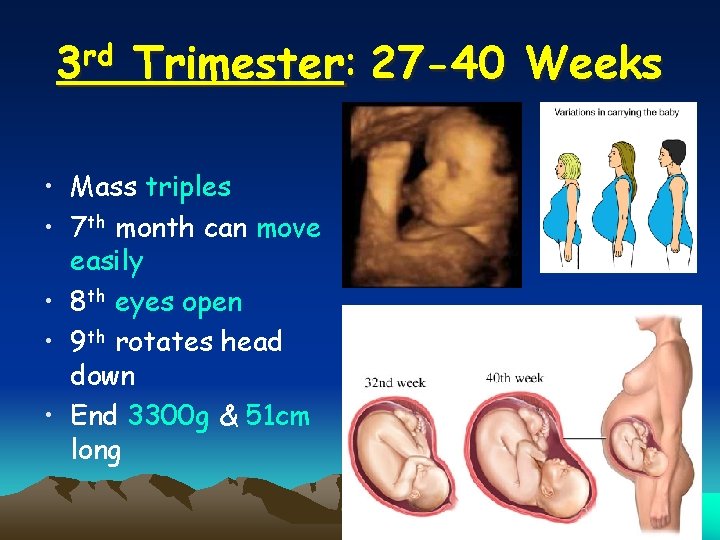 3 rd Trimester: 27 -40 Weeks • Mass triples • 7 th month can