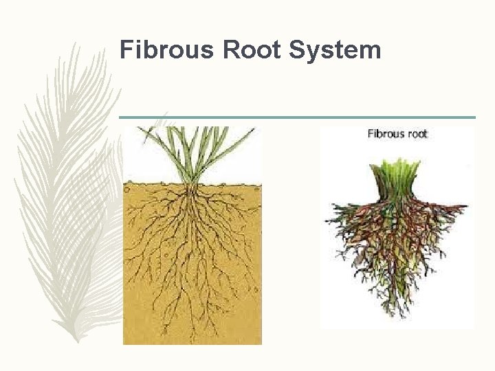 Fibrous Root System  Fibrous Root System