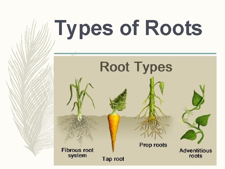 Types of Roots  Types of Roots