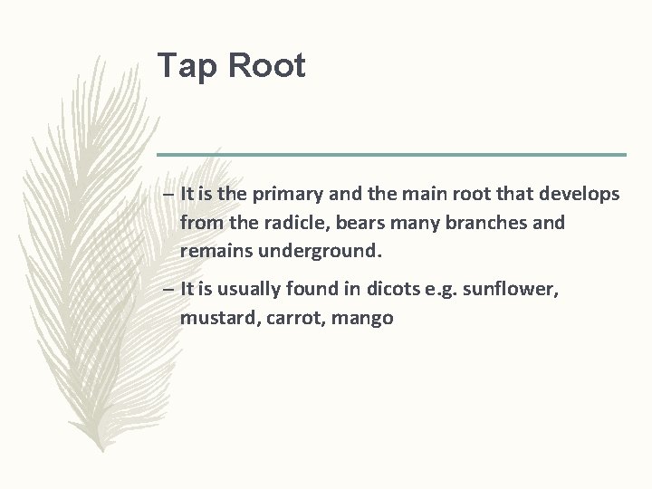 Tap Root – It is the primary and the main root that develops from Tap Root – It is the primary and the main root that develops from