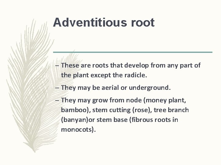 Adventitious root – These are roots that develop from any part of the plant Adventitious root – These are roots that develop from any part of the plant