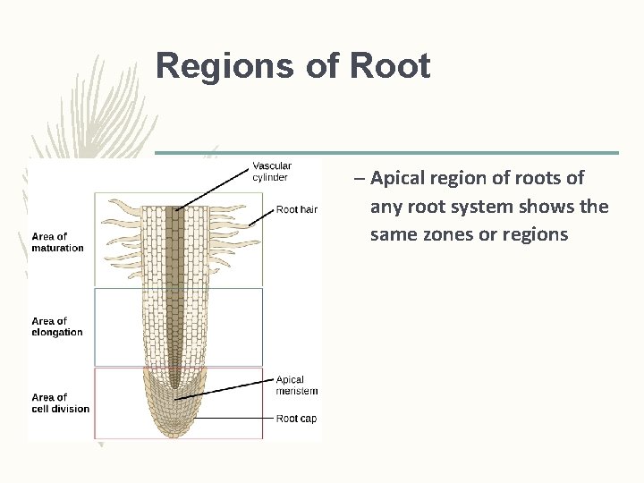 Regions of Root – Apical region of roots of any root system shows the Regions of Root – Apical region of roots of any root system shows the