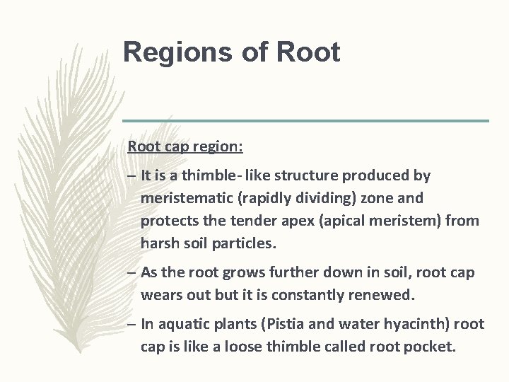 Regions of Root cap region: – It is a thimble- like structure produced by Regions of Root cap region: – It is a thimble- like structure produced by