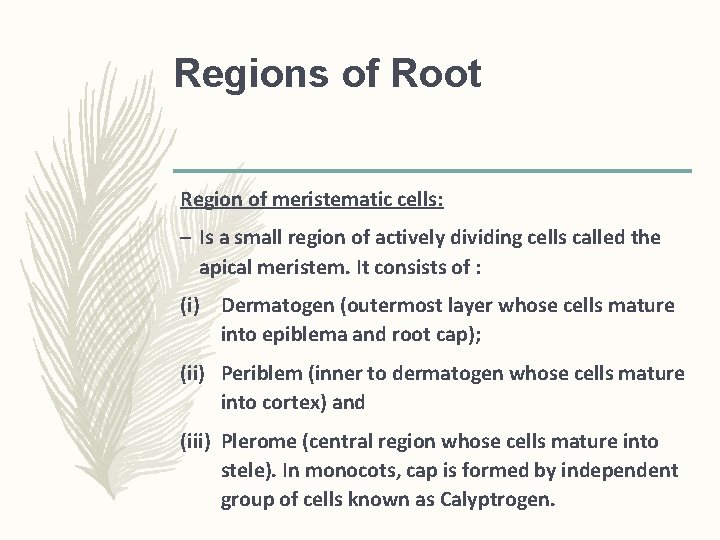 Regions of Root Region of meristematic cells: – Is a small region of actively Regions of Root Region of meristematic cells: – Is a small region of actively