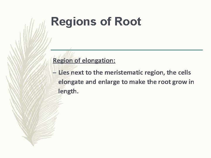 Regions of Root Region of elongation: – Lies next to the meristematic region, the Regions of Root Region of elongation: – Lies next to the meristematic region, the