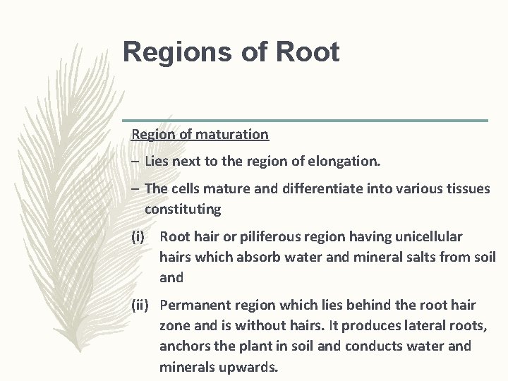 Regions of Root Region of maturation – Lies next to the region of elongation. Regions of Root Region of maturation – Lies next to the region of elongation.