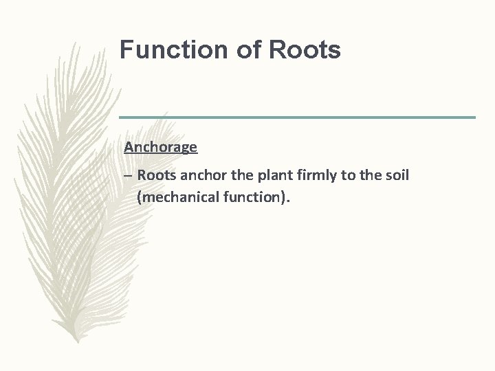 Function of Roots Anchorage – Roots anchor the plant firmly to the soil (mechanical Function of Roots Anchorage – Roots anchor the plant firmly to the soil (mechanical