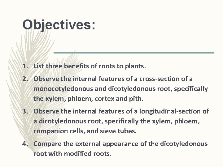 Objectives: 1. List three benefits of roots to plants. 2. Observe the internal features Objectives: 1. List three benefits of roots to plants. 2. Observe the internal features