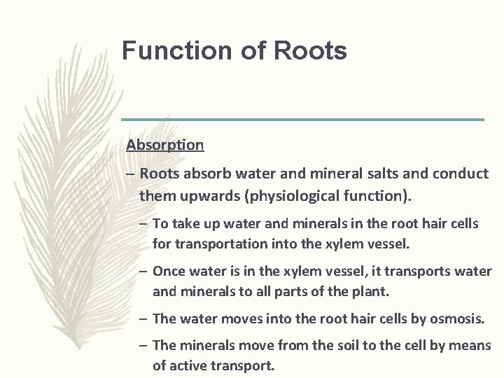 Function of Roots Absorption – Roots absorb water and mineral salts and conduct them Function of Roots Absorption – Roots absorb water and mineral salts and conduct them