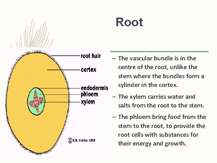Root – The vascular bundle is in the centre of the root, unlike the Root – The vascular bundle is in the centre of the root, unlike the