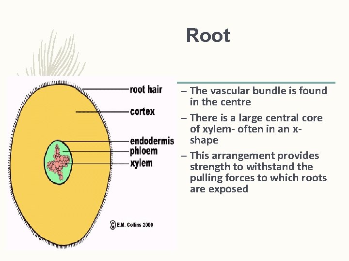 Root – The vascular bundle is found in the centre – There is a Root – The vascular bundle is found in the centre – There is a