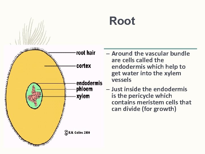 Root – Around the vascular bundle are cells called the endodermis which help to Root – Around the vascular bundle are cells called the endodermis which help to