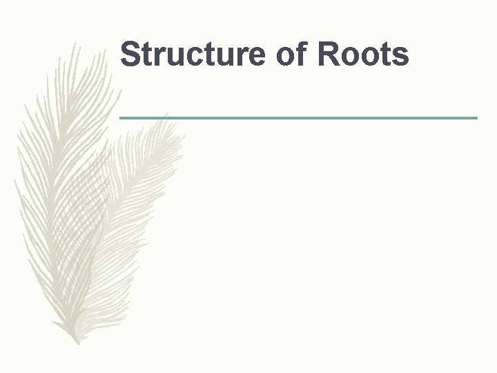 Structure of Roots  Structure of Roots